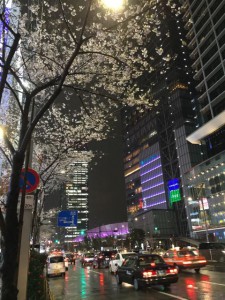 東京駅桜2016